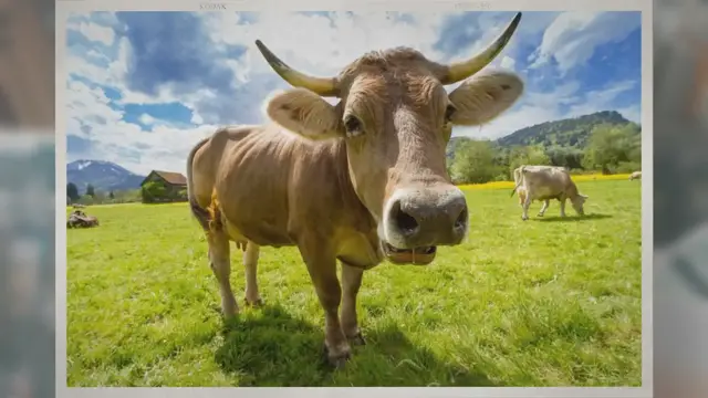 Video thumbnail for What Is Cow Tipping and Is It Safe?