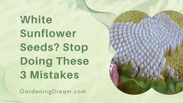 Video thumbnail for White Sunflower Seeds Stop Doing These 3 Mistakes
