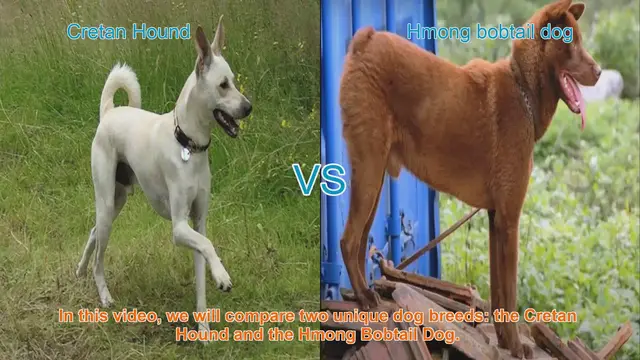 Video thumbnail for Comparing Cretan Hound and Hmong Bobtail Dog: A Comprehensive Guide