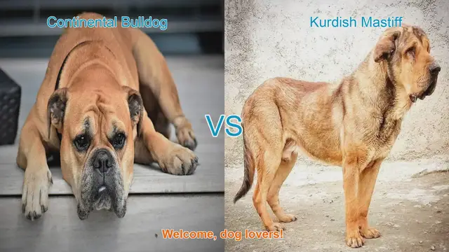 Video thumbnail for Comparing Continental Bulldog and Kurdish Mastiff: Origins, Traits, and Care