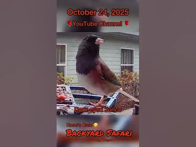 Video thumbnail for Backyard Safari, October 24, 2025 #birdwatching