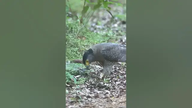 Video thumbnail for Crested serpent eagle #shorts