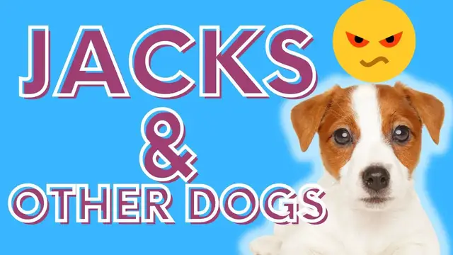 Video thumbnail for Crucial Advice (Jack Russell Terriers And Other Dogs): Adopting, Socializing and Succeeding!