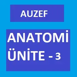 Video thumbnail for Anatomi Ünite -3