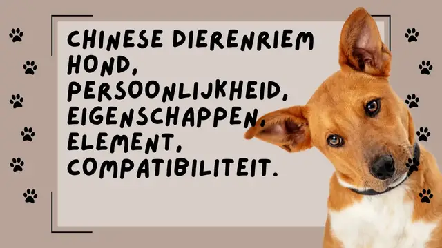 Video thumbnail for Chinese dierenriem hond, persoonlijkheid, eigenschappen, element, compatibiliteit.