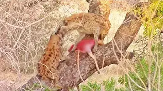 Video thumbnail for Why Hyenas Shouldn't Climb Trees