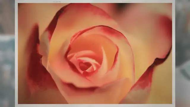 Video thumbnail for Why Do Roses Droop?