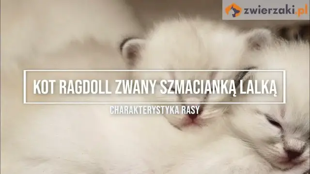 Video thumbnail for Kot radgoll zwany szmacianą lalką – opis rasy