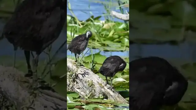 'Video thumbnail for Two Young Coots Are Cleaning Feathers | Coot Chicks'