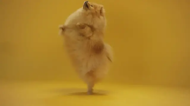 'Video thumbnail for Dog Treats'