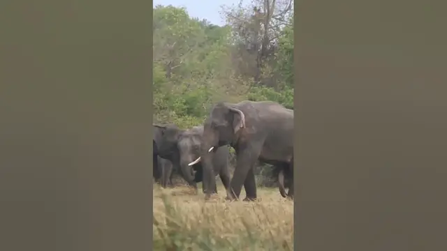 Video thumbnail for Broken tusked male #shorts