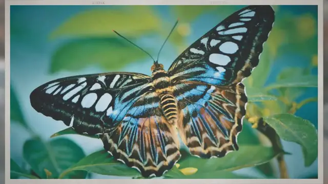 Video thumbnail for Are Butterflies Pollinators?