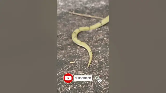 Video thumbnail for Banded kukri Snake | අරණි දත්කැටිය | Non venomous snake #shorts