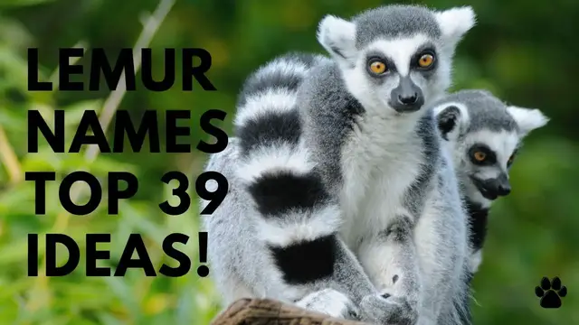 'Video thumbnail for Lemur Names 39 BEST & CUTE & TOP & Ideas'
