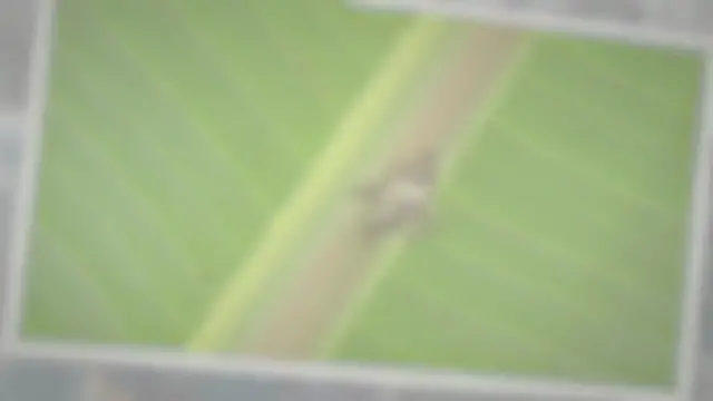 'Video thumbnail for What Do Wasps Eat?'