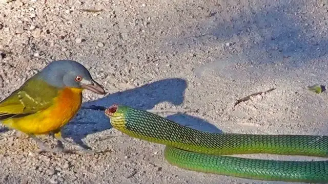 Video thumbnail for Bird Rips Snake’s Eyes Out as it Tries to Escape