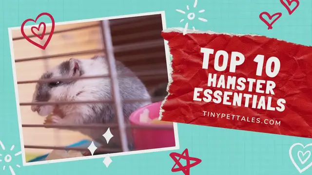 'Video thumbnail for Hamster Essentials'
