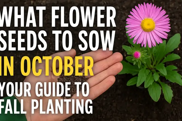 Video thumbnail for What Flower Seeds to Sow in Autumn | Easy Guide to Growing Beautiful Blooms