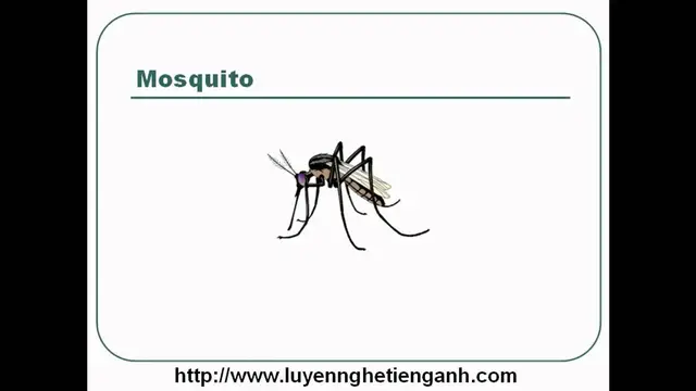 Video thumbnail for Learn English Vocabulary Through Pictures - Topic - Insects Lesson 01