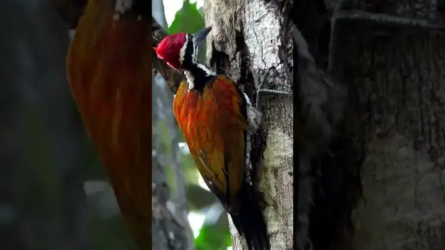 'Video thumbnail for Find Greater Flameback Woodpeckers Drilling Inside Bark of Trees for Food Like Insects'