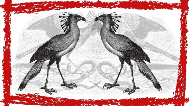 Video thumbnail for Secretary Bird (Sagittarius Serpentarius) Video | Secretarybird Sound | Secretary Bird  Call