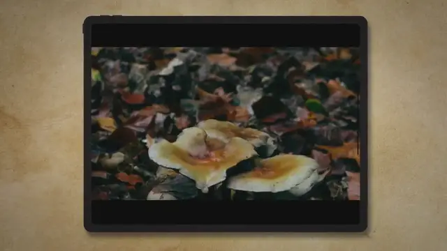 'Video thumbnail for Growing Mushrooms In Closet (Can You?) - Pointer Verse'