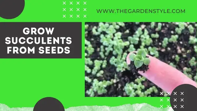 Video thumbnail for Grow Succulents from Seeds - Easy and Fun 🌱 🌱 100% SUCCESS RATE