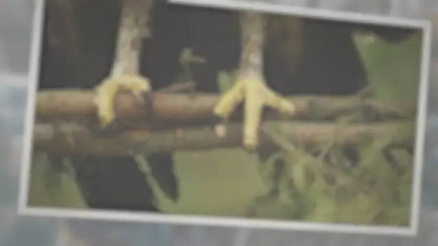 Video thumbnail for ‘Please DO NOT Offer Yarn, String or Human Hair for Birds to Build Nests!’