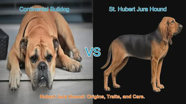 Video thumbnail for Comparing Continental Bulldog and St. Hubert Jura Hound: Origins, Traits, and Care