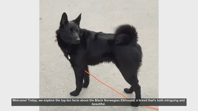 Video thumbnail for Top 10 Fascinating Facts About the Black Norwegian Elkhound