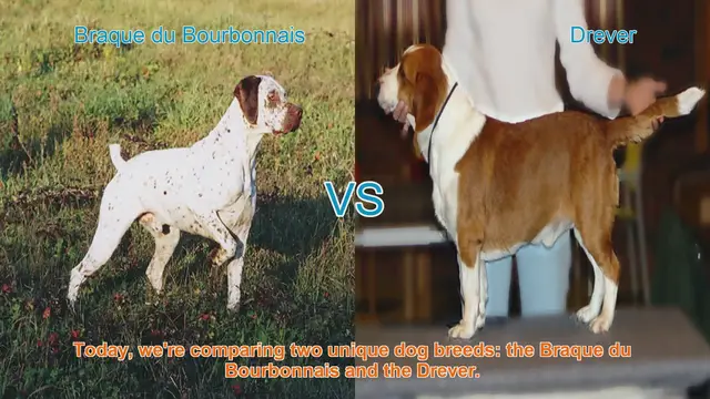 Video thumbnail for Braque du Bourbonnais vs. Drever: A Comprehensive Comparison