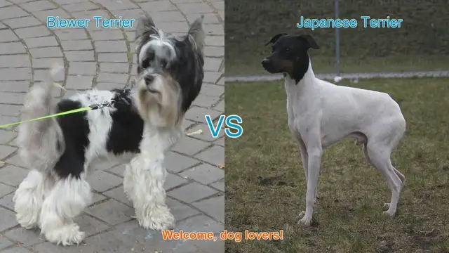 Video thumbnail for Biewer Terrier vs. Japanese Terrier: A Comparison of Two Charming Dog Breeds