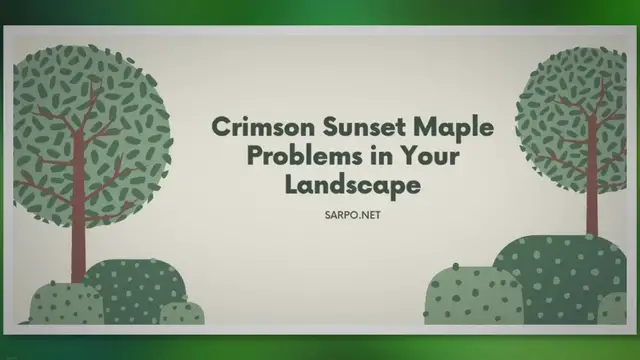 Video thumbnail for Unveiling the Mystery Behind Crimson Sunset Maple Problems