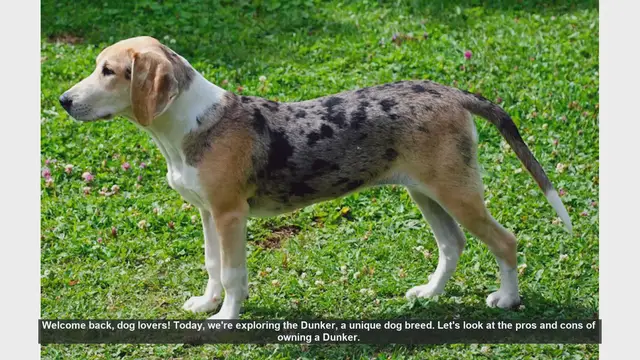 Video thumbnail for Dunker Dog Breed: Pros and Cons of Owning This Unique Hound
