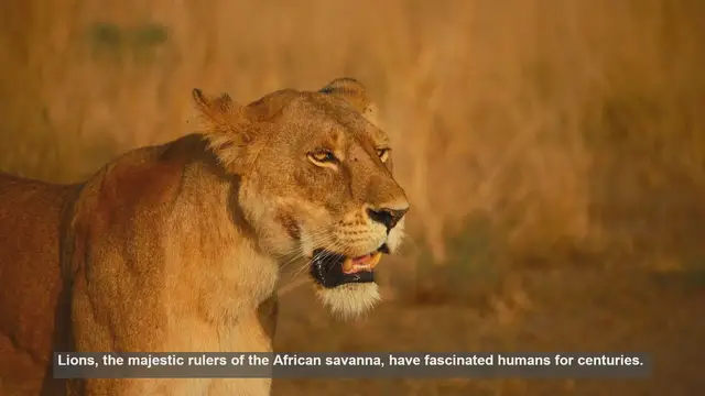 Video thumbnail for 10 Survival Instincts That Make Lions Kings of the Savanna