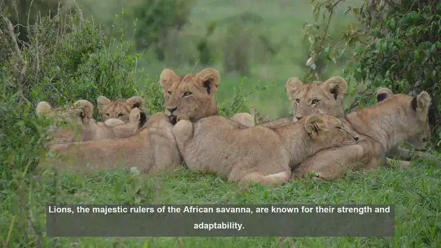 Video thumbnail for 10 Ways Lions Adapt to Rainy Seasons in Africa