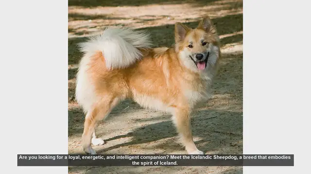 Video thumbnail for Meet the Icelandic Sheepdog: Your Loyal and Energetic Companion