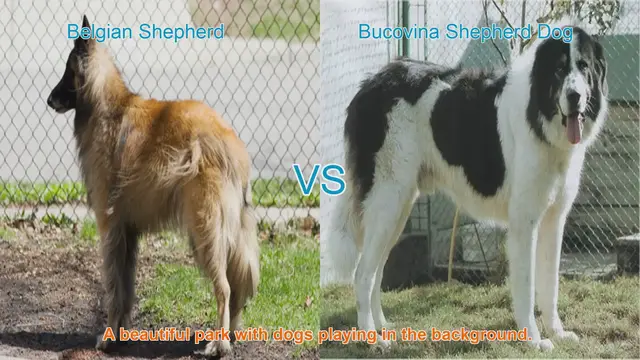 Video thumbnail for Belgian Shepherd vs. Bucovina Shepherd Dog: A Comparison