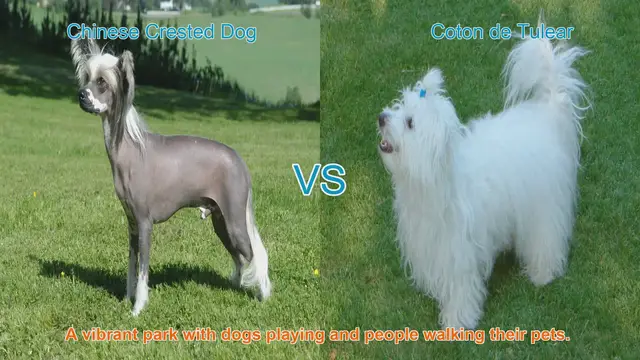 Video thumbnail for Comparing Chinese Crested Dog and Coton de Tulear: Appearance, Temperament, and Care