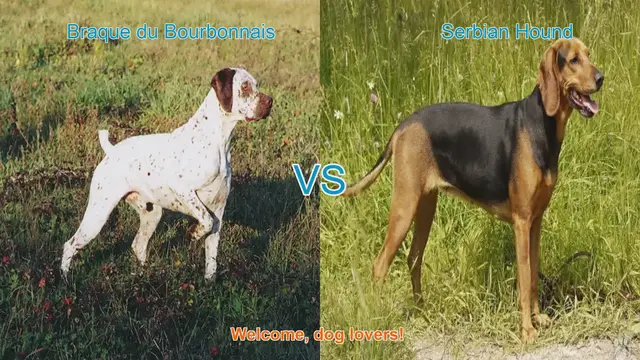 Video thumbnail for Braque du Bourbonnais vs. Serbian Hound: A Comparison of Two Distinct Dog Breeds