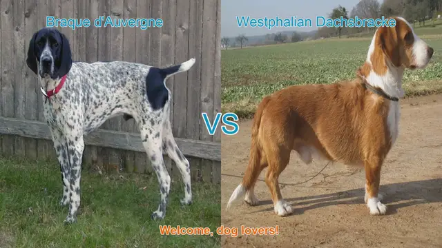Video thumbnail for Braque d'Auvergne vs. Westphalian Dachsbracke: A Comprehensive Breed Comparison