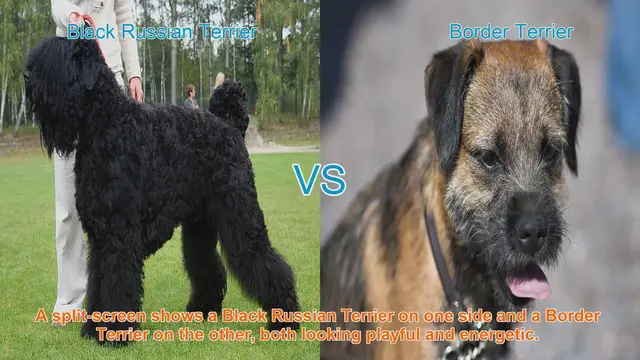 Video thumbnail for Black Russian Terrier vs. Border Terrier: A Comparison of Two Distinct Breeds