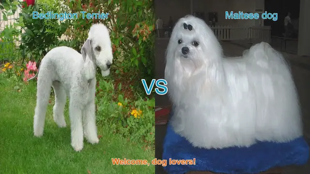 Video thumbnail for Bedlington Terrier vs. Maltese: A Comparison of Two Beloved Dog Breeds