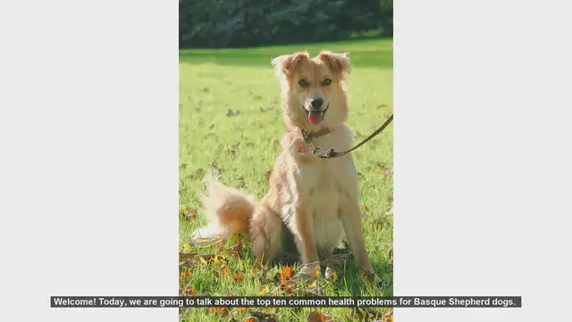 Video thumbnail for Top 10 Common Health Problems in Basque Shepherd Dogs