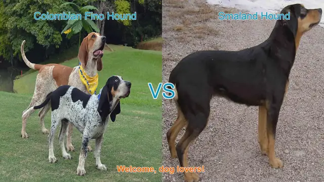 Video thumbnail for Comparing Colombian Fino Hound and Smaland Hound: A Guide for Dog Lovers