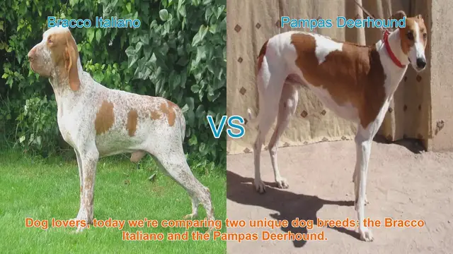 Video thumbnail for Bracco Italiano vs. Pampas Deerhound: A Comparison of Two Unique Dog Breeds