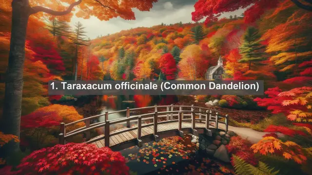 Video thumbnail for Unveiling Ukraine's Botanical Treasures: Top 10 Native Plants You Must Discover