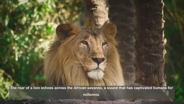 Video thumbnail for African Lions: 10 Unique Populations in National Parks