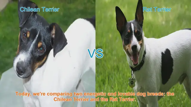 Video thumbnail for Chilean Terrier vs. Rat Terrier: A Comprehensive Comparison