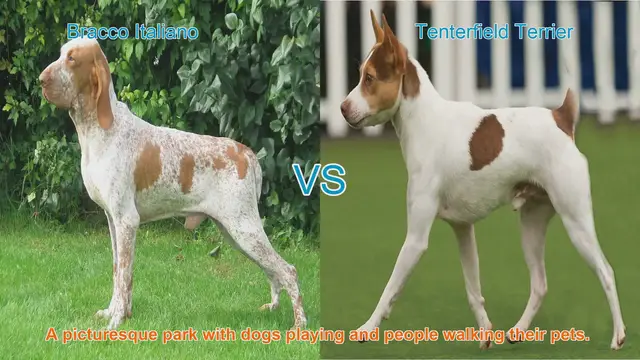 Video thumbnail for Bracco Italiano vs. Tenterfield Terrier: A Comparative Guide
